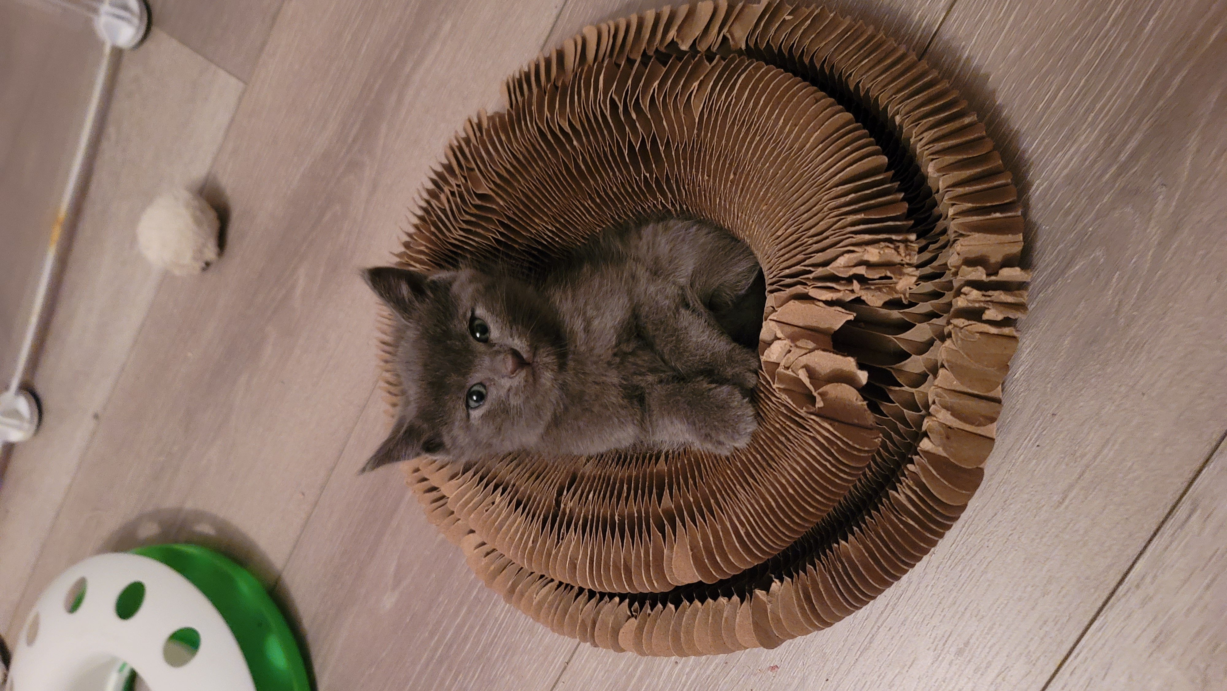 Picture of the Animal Listed
