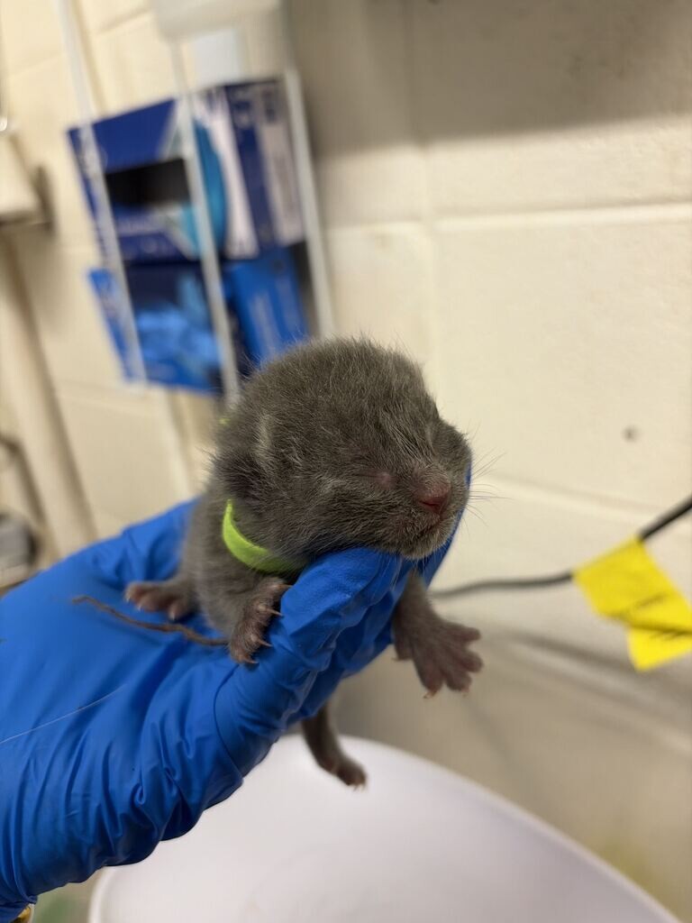 Picture of the Animal Listed