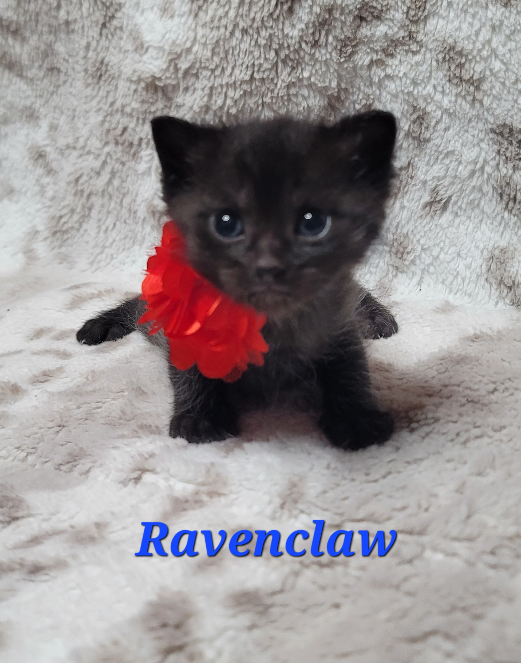 Picture of the Animal Listed