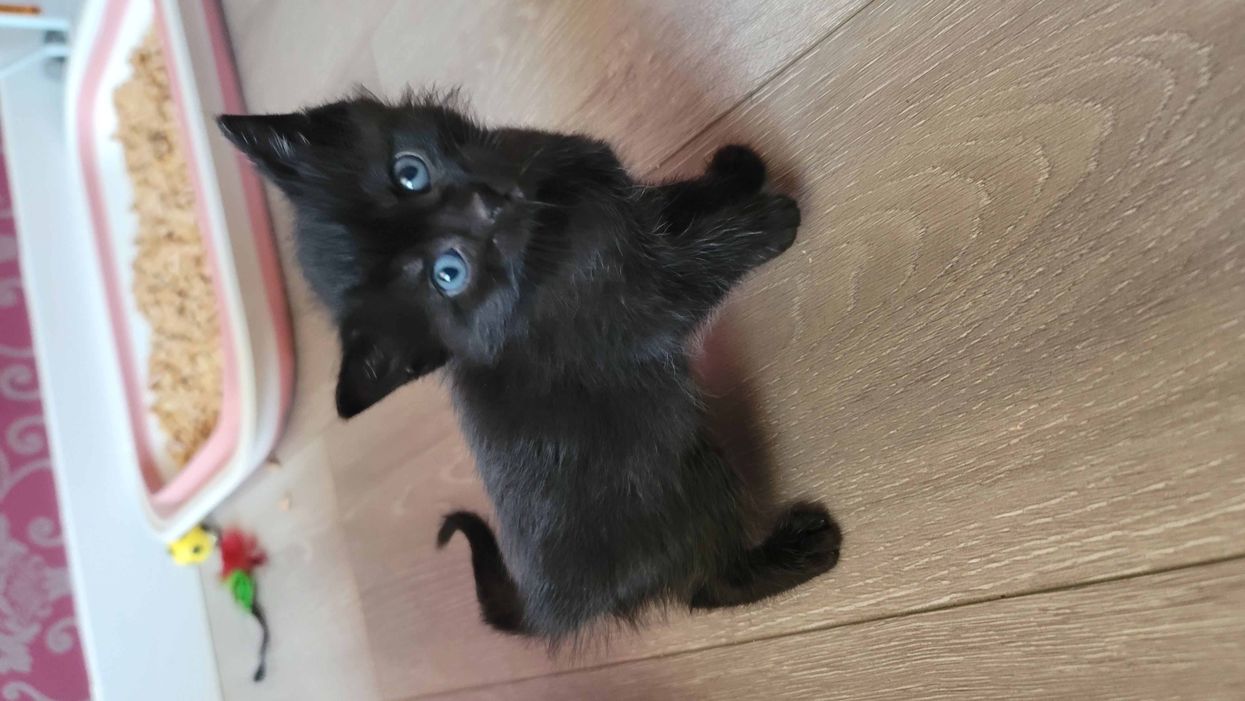 Picture of the Animal Listed