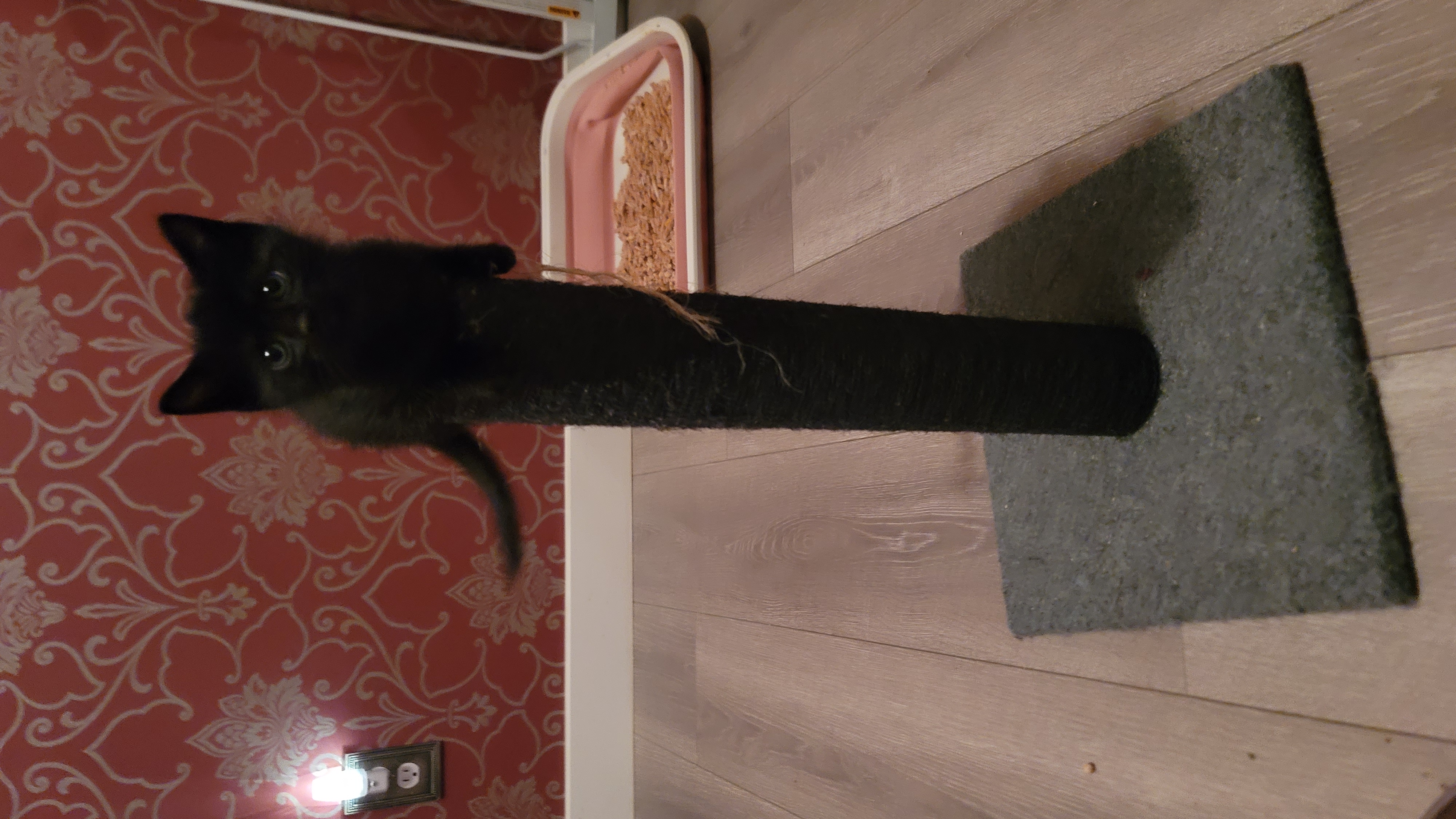 Picture of the Animal Listed