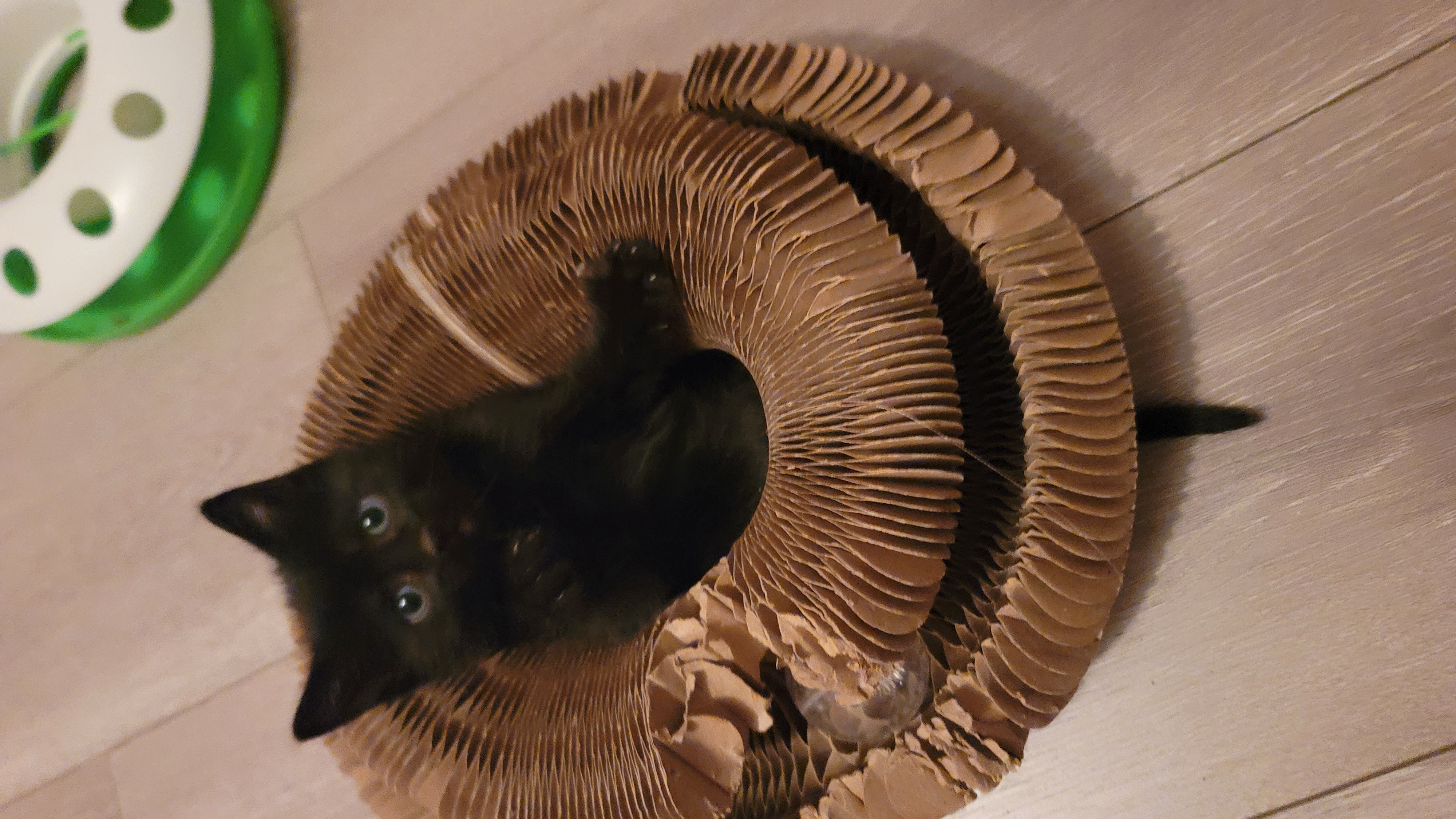Picture of the Animal Listed