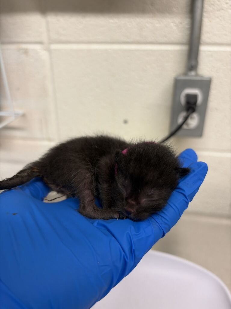 Picture of the Animal Listed