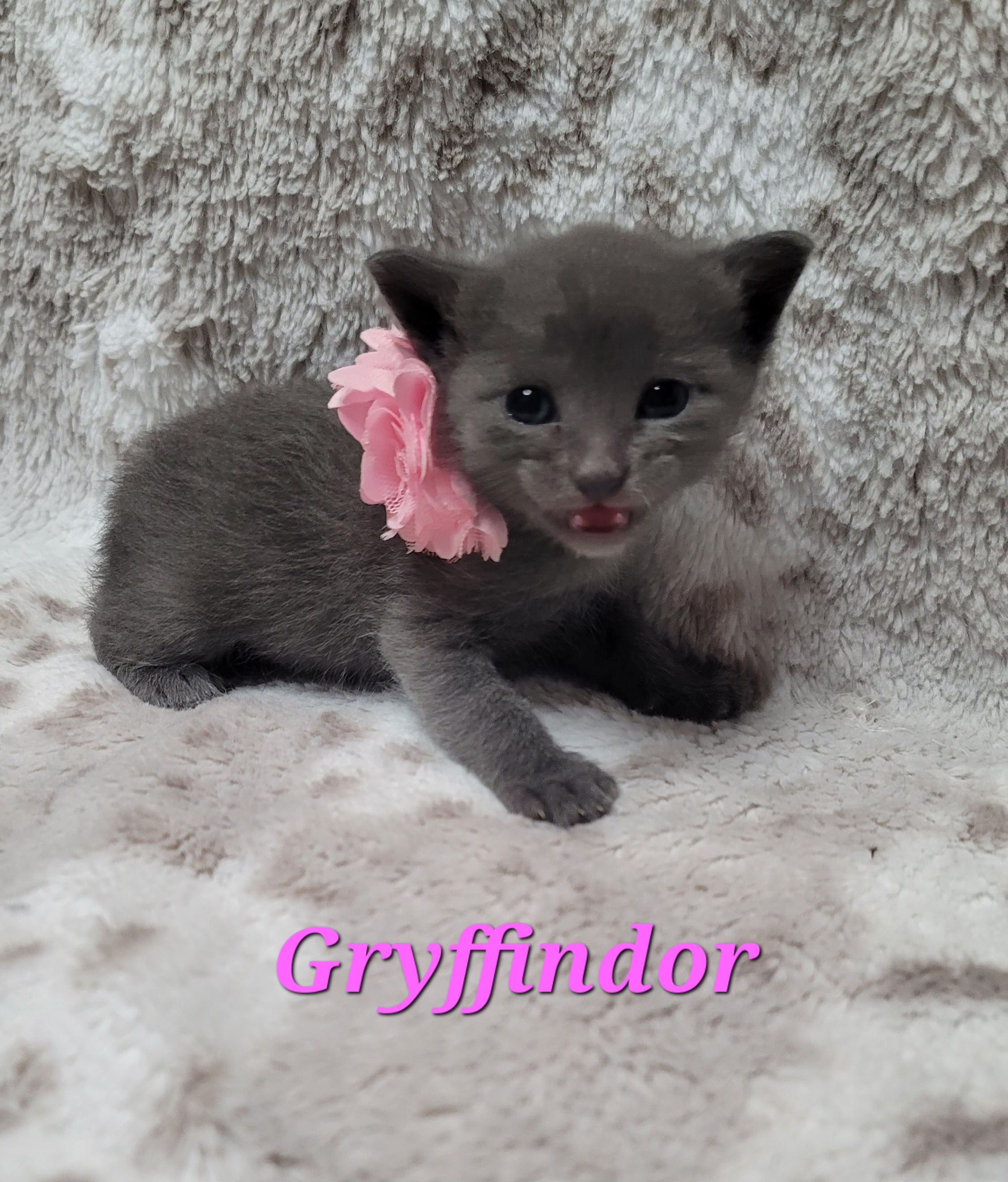 Picture of the Animal Listed