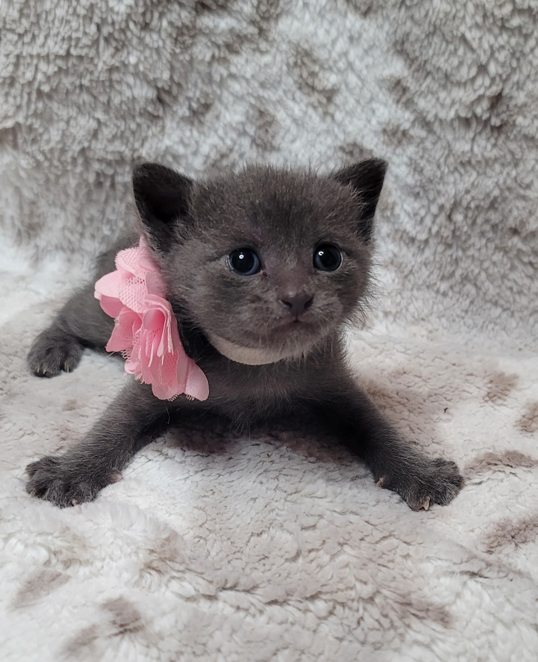 Picture of the Animal Listed