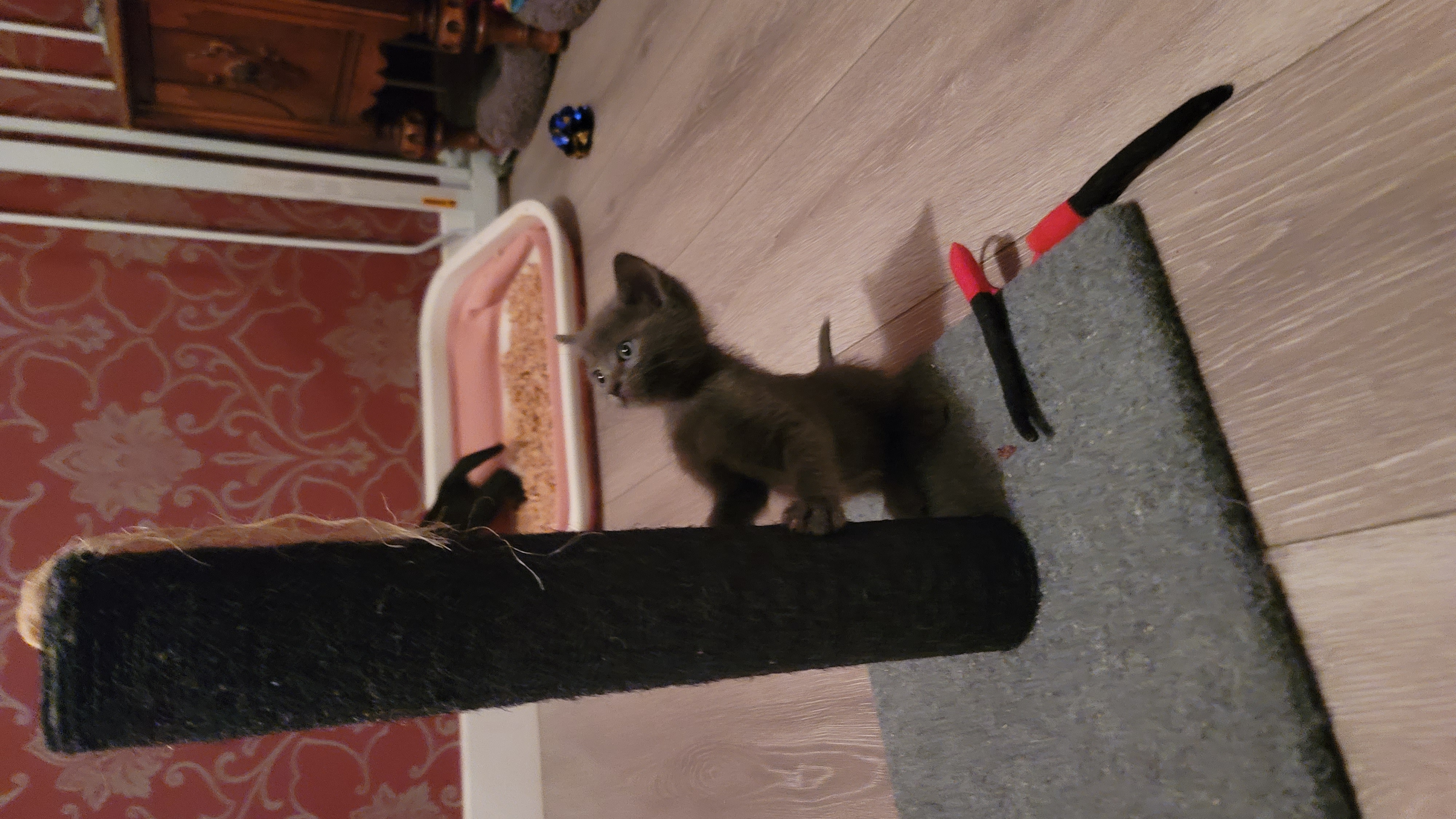 Picture of the Animal Listed