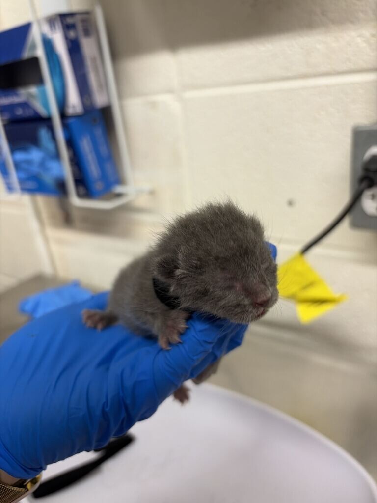 Picture of the Animal Listed