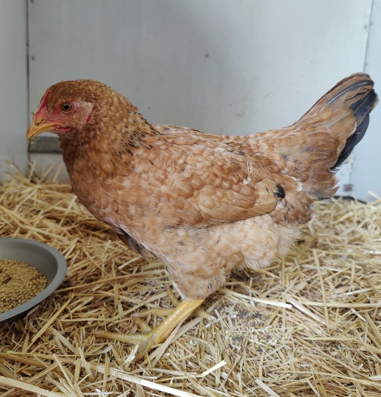 Picture of the Animal Listed