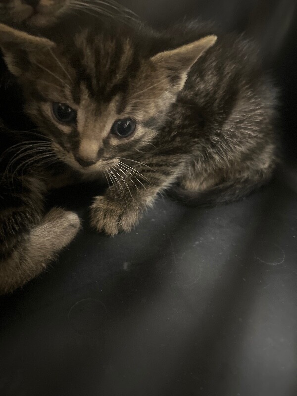 Picture of the Animal Listed