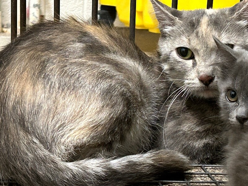 Picture of the Animal Listed
