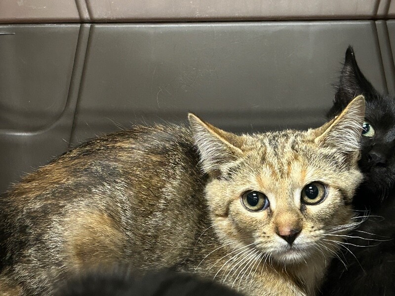Picture of the Animal Listed