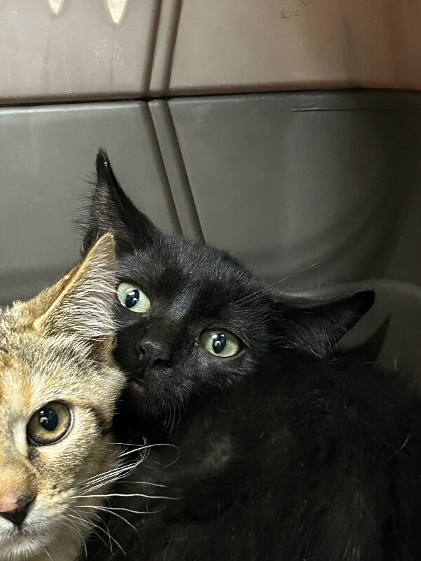 Picture of the Animal Listed