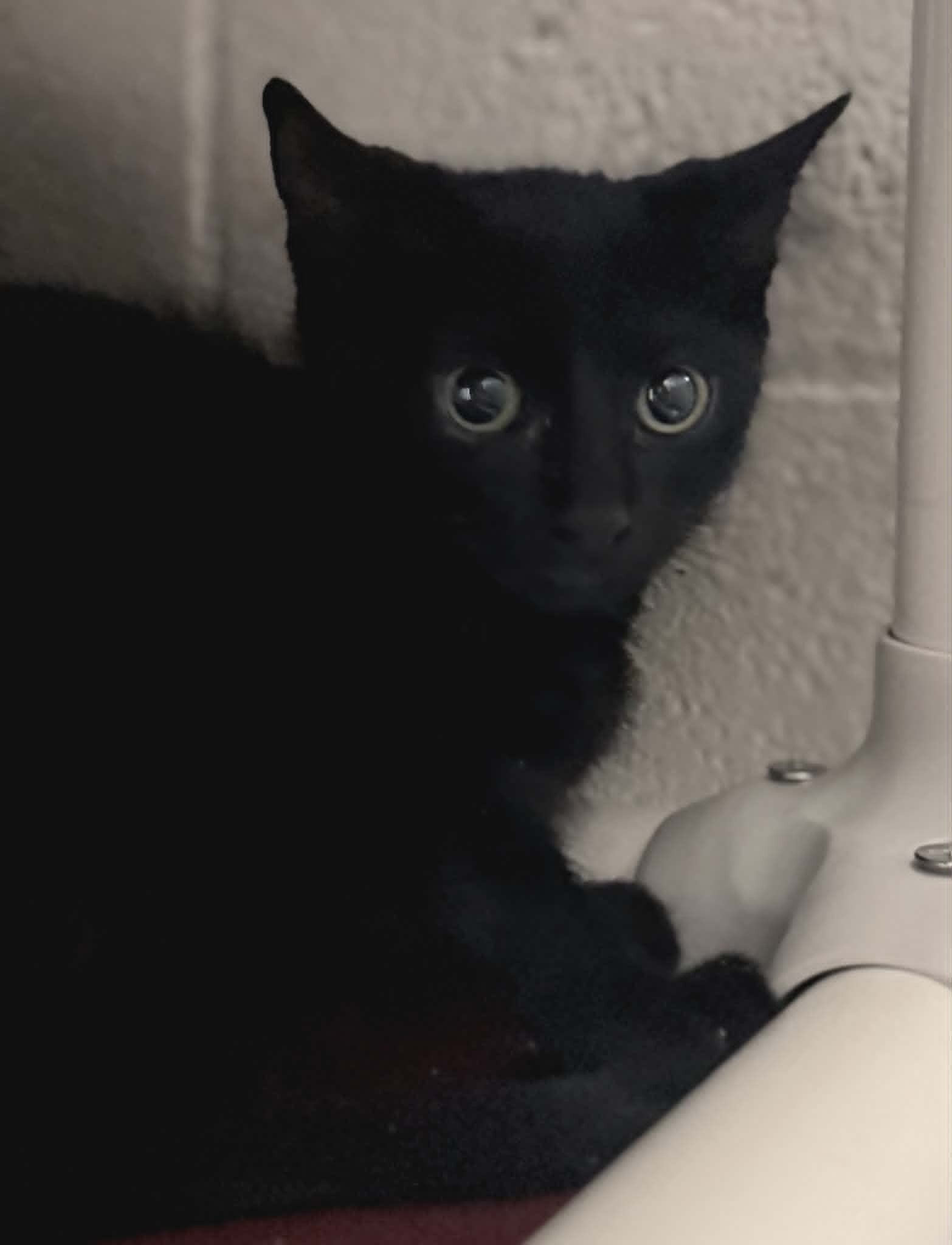 Picture of the Animal Listed