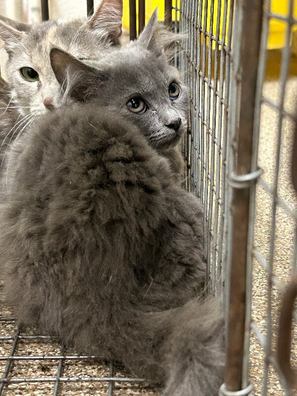 Picture of the Animal Listed