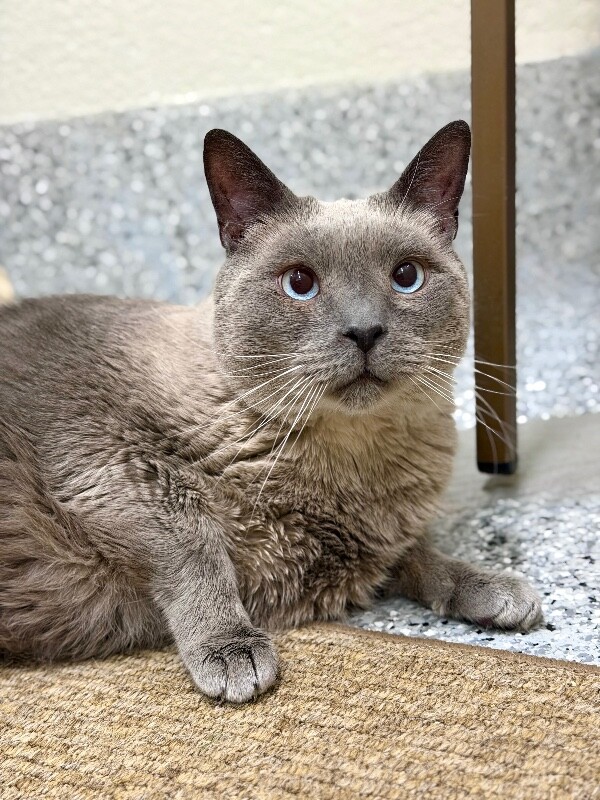 Picture of the Animal Listed