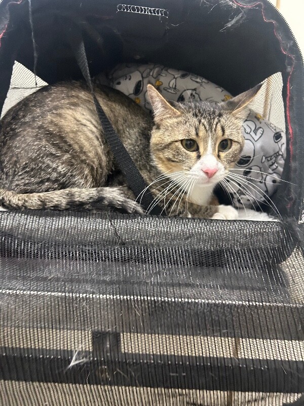 Picture of the Animal Listed