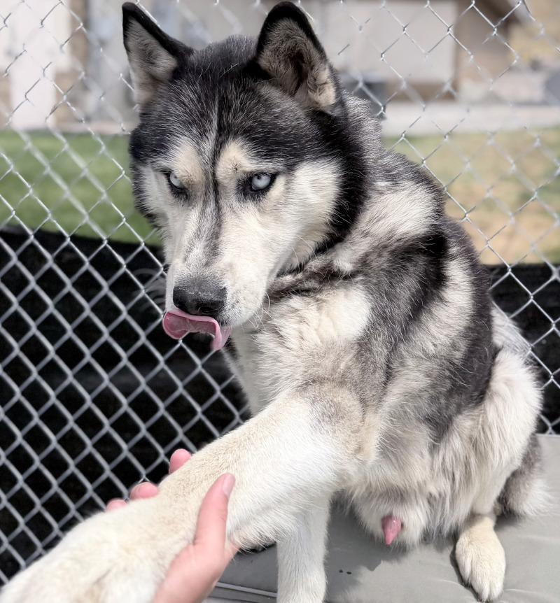 Picture of the Animal Listed