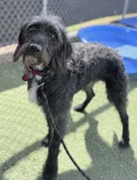 Picture of the Animal Listed