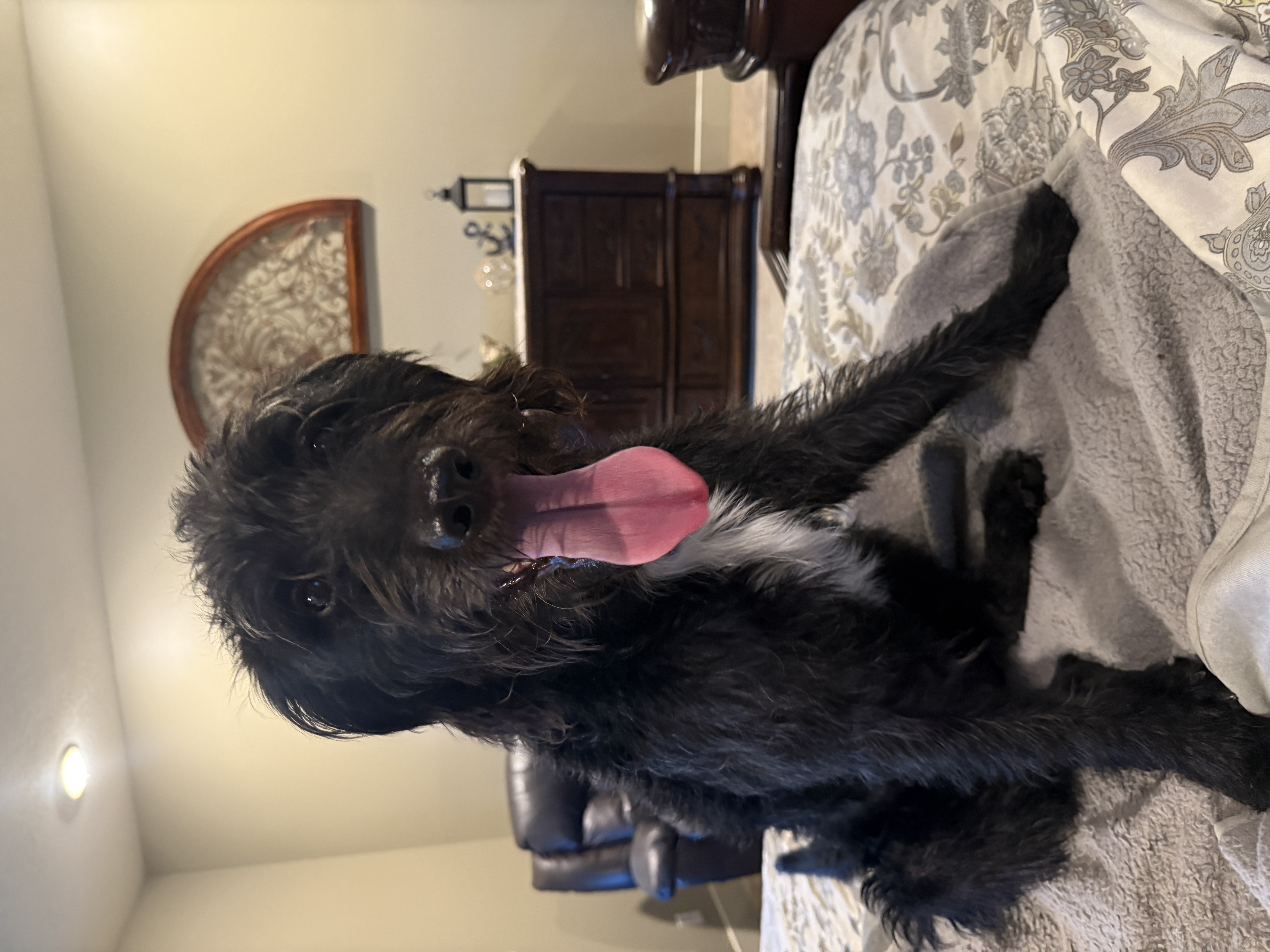 Picture of the Animal Listed