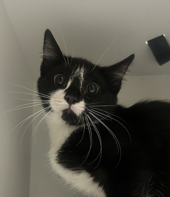 Picture of the Animal Listed