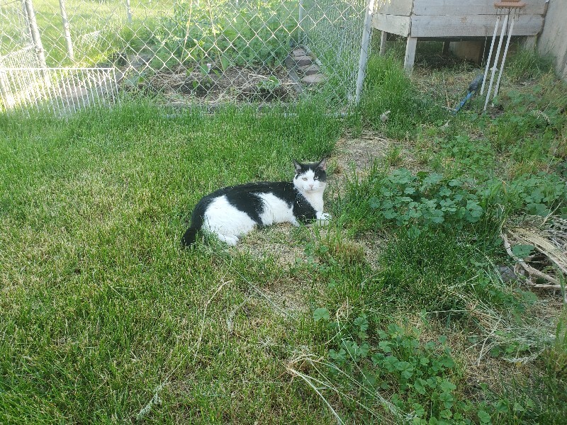 Picture of the Animal Listed