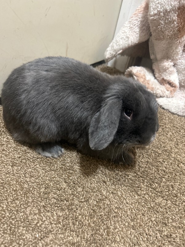 Picture of the Animal Listed