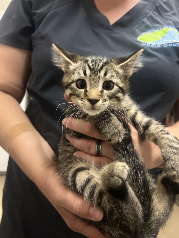 Picture of the Animal Listed