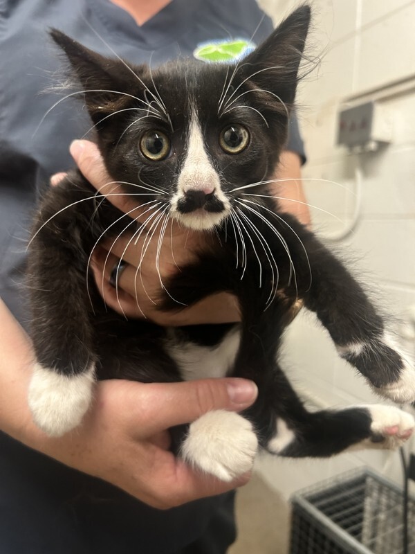 Picture of the Animal Listed