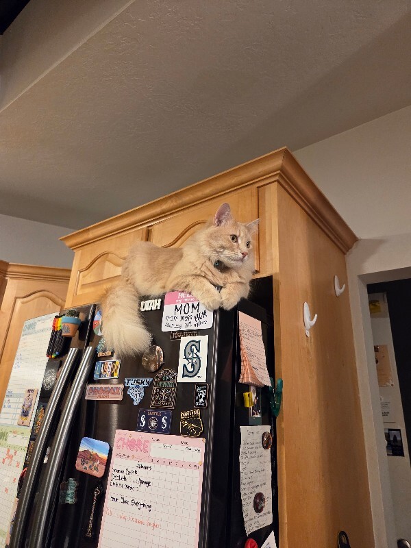 Picture of the Animal Listed