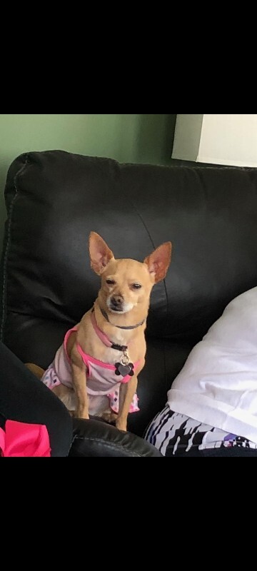 Picture of the Animal Listed