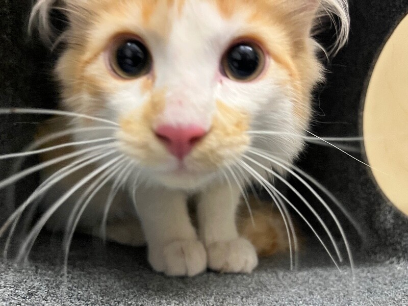 Picture of the Animal Listed