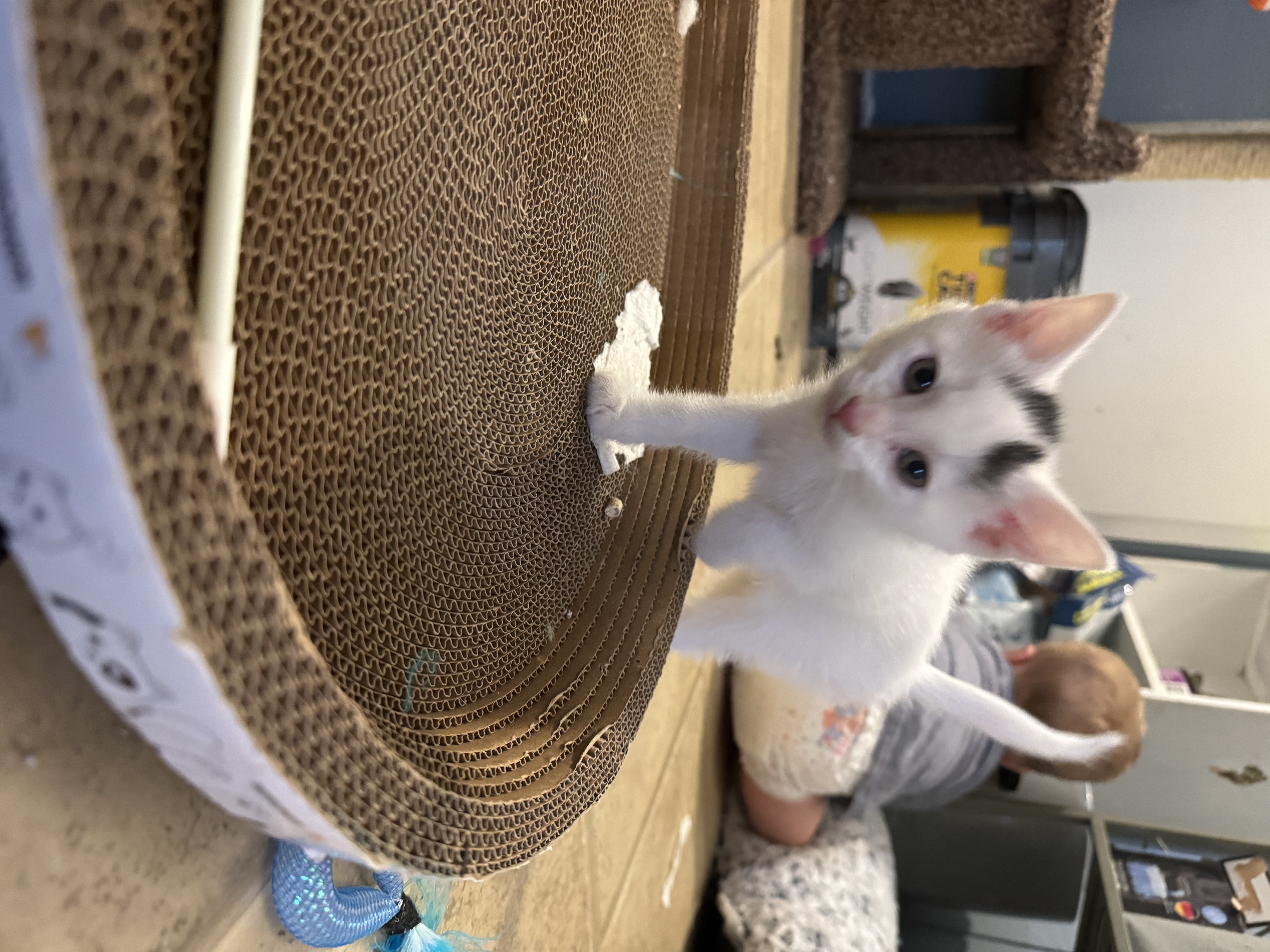 Picture of the Animal Listed