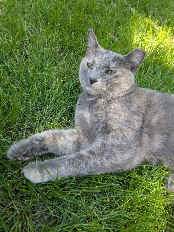 Picture of the Animal Listed