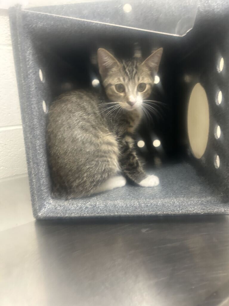Picture of the Animal Listed