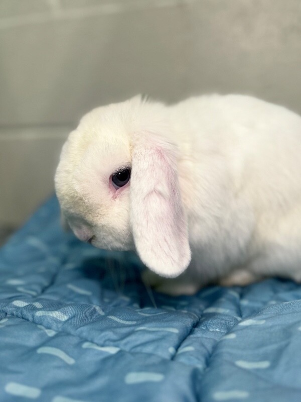 Picture of the Animal Listed