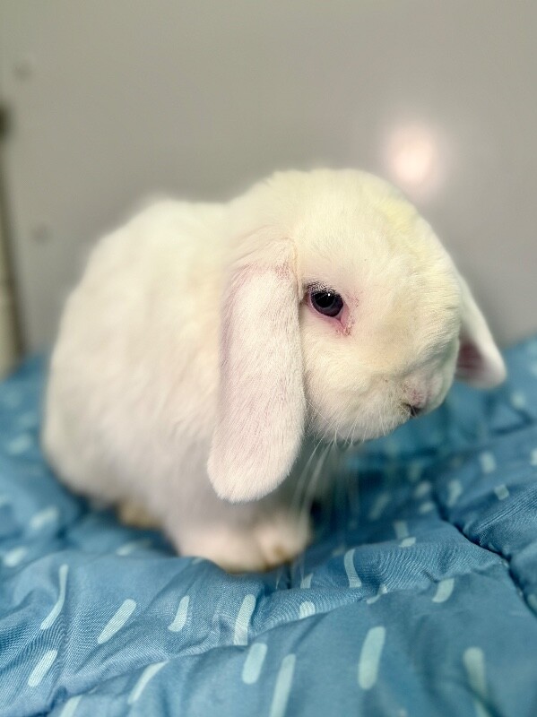 Picture of the Animal Listed