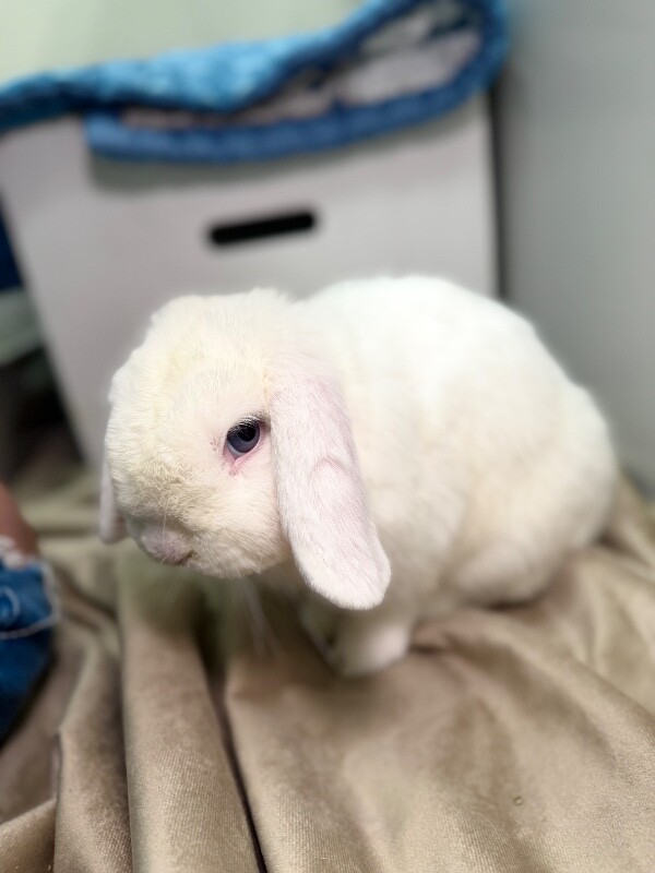 Picture of the Animal Listed