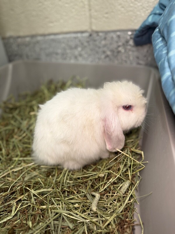 Picture of the Animal Listed
