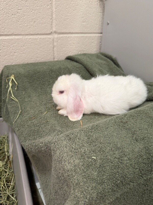 Picture of the Animal Listed