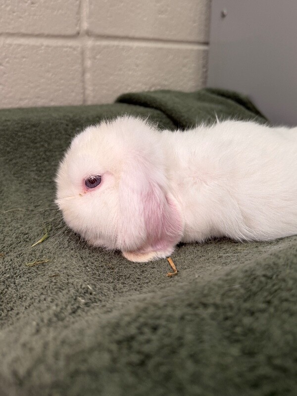 Picture of the Animal Listed