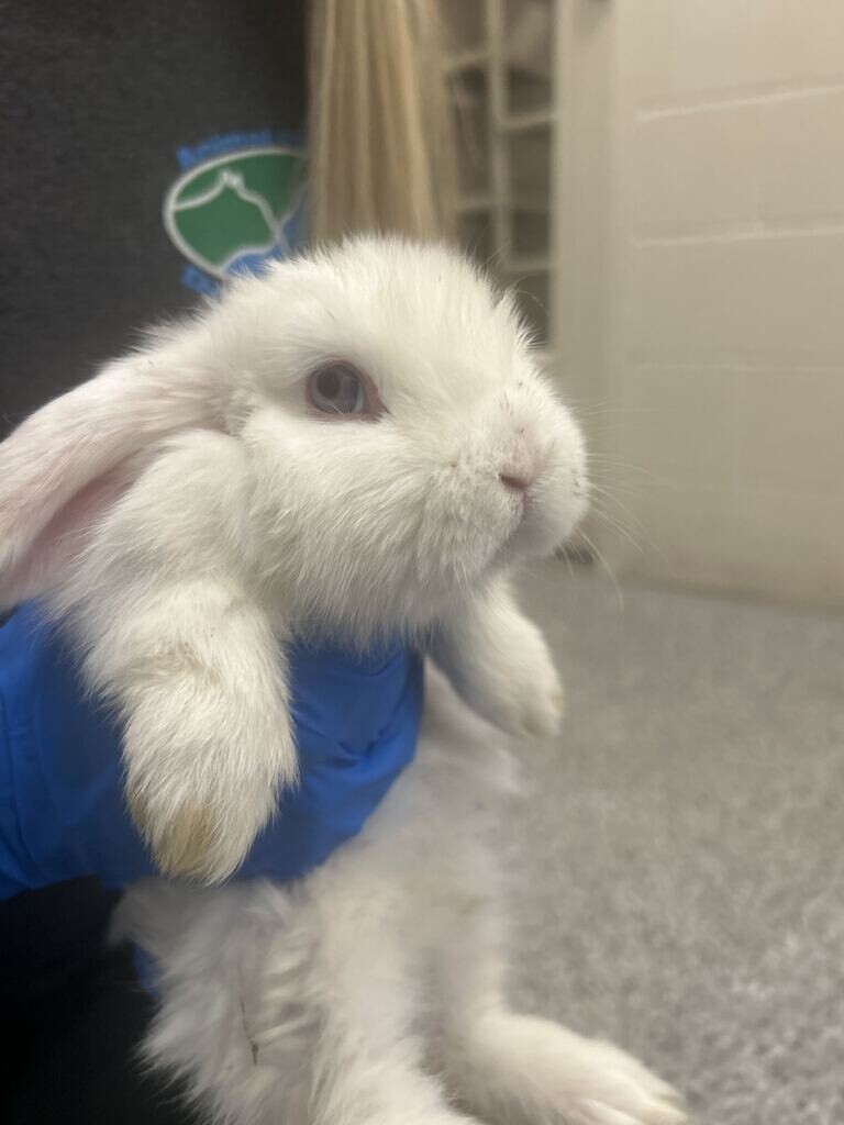 Picture of the Animal Listed