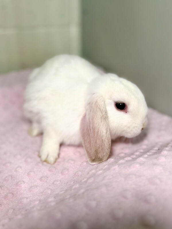 Picture of the Animal Listed
