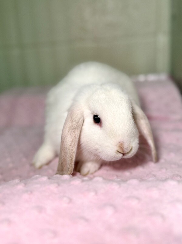 Picture of the Animal Listed