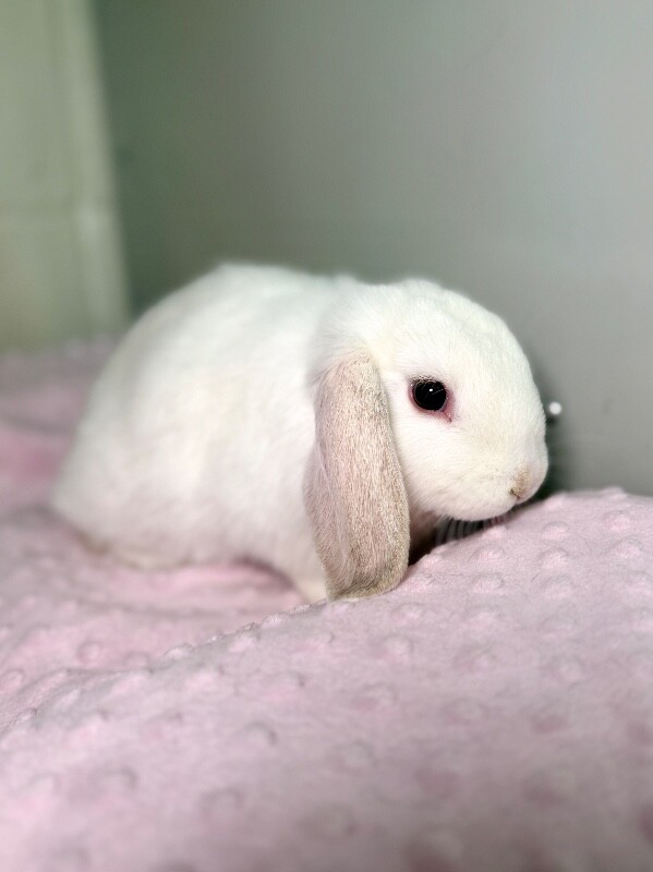 Picture of the Animal Listed