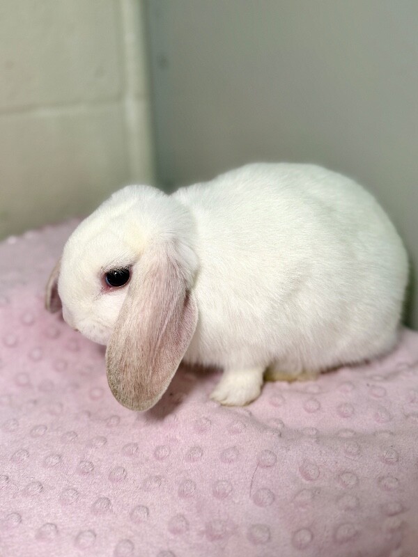 Picture of the Animal Listed