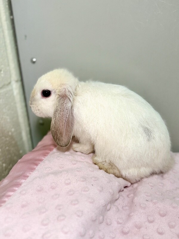 Picture of the Animal Listed