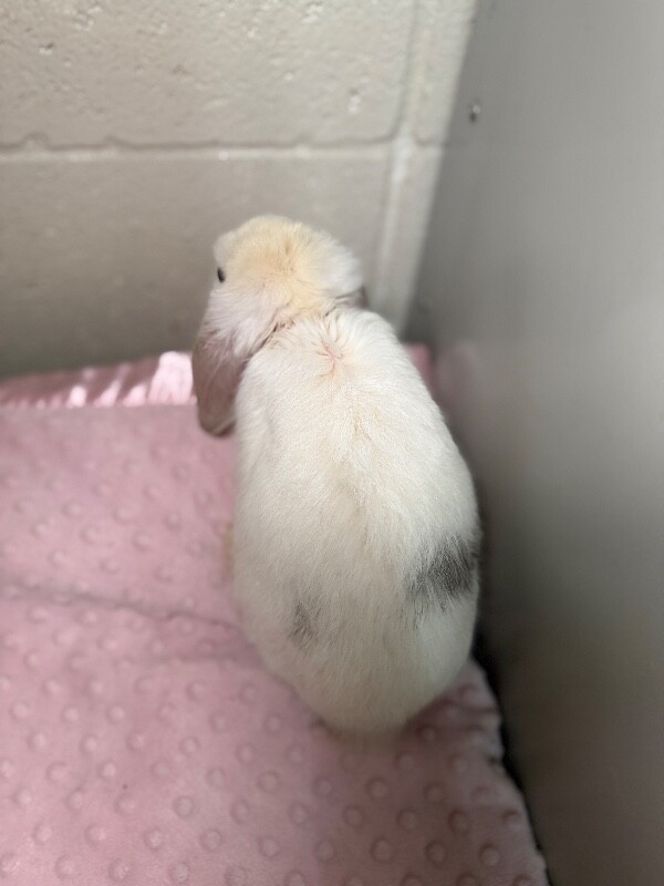 Picture of the Animal Listed