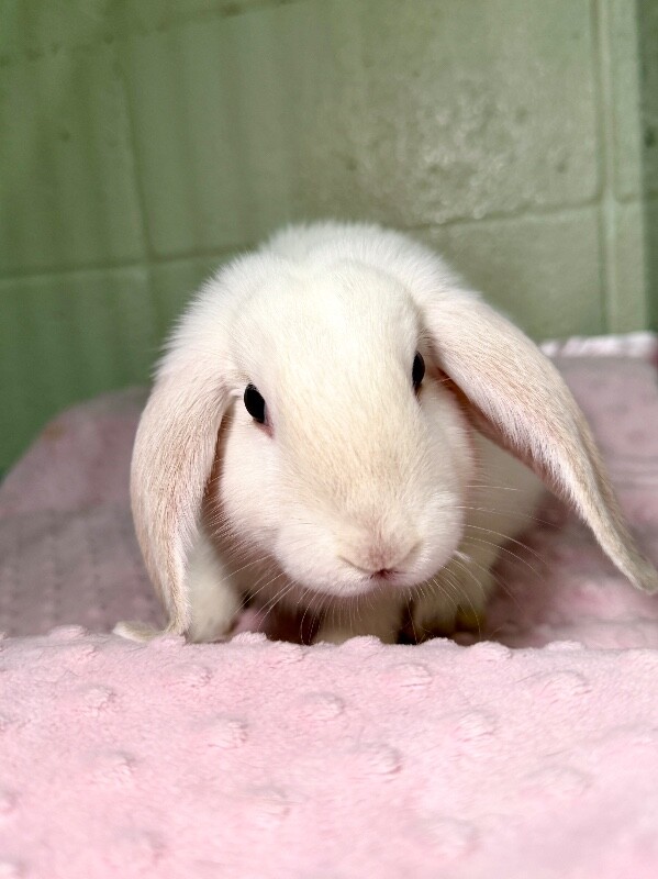 Picture of the Animal Listed