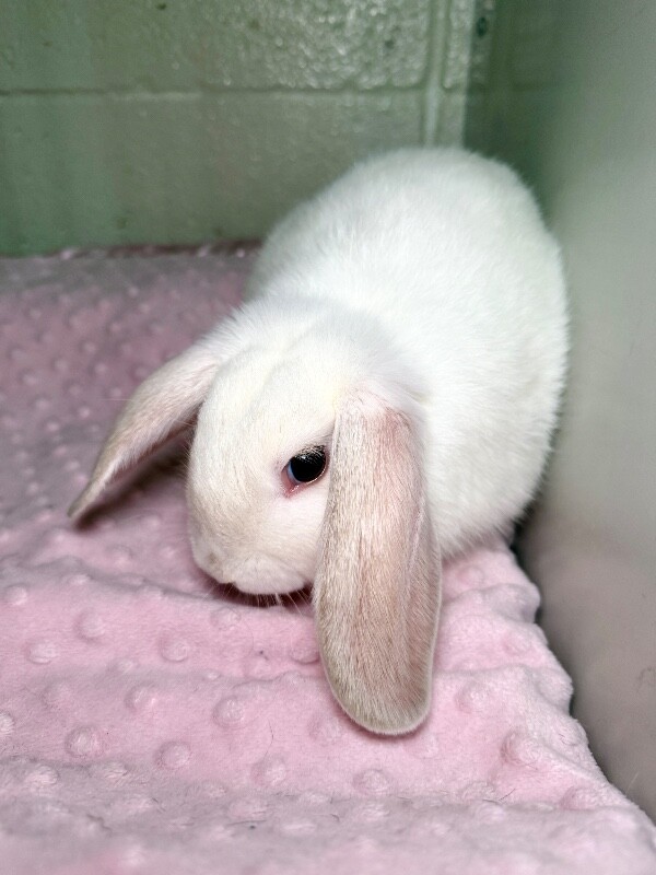 Picture of the Animal Listed