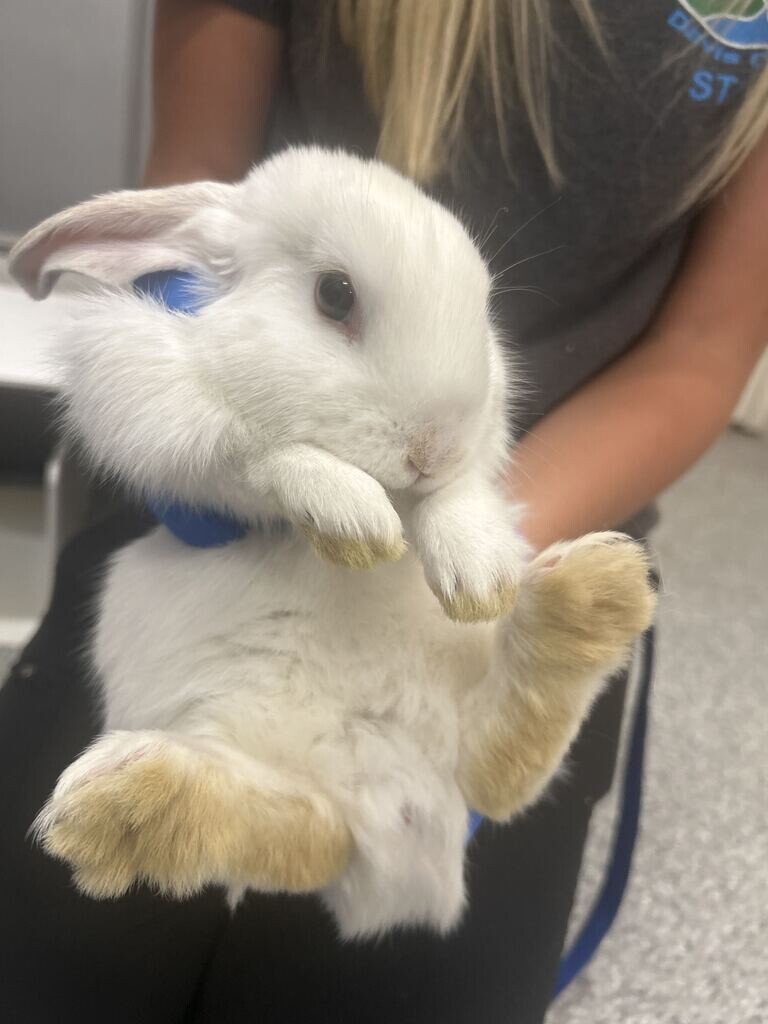 Picture of the Animal Listed